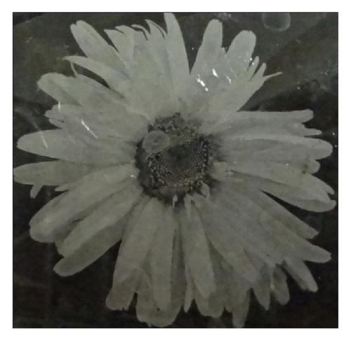 Details are in the caption following the image