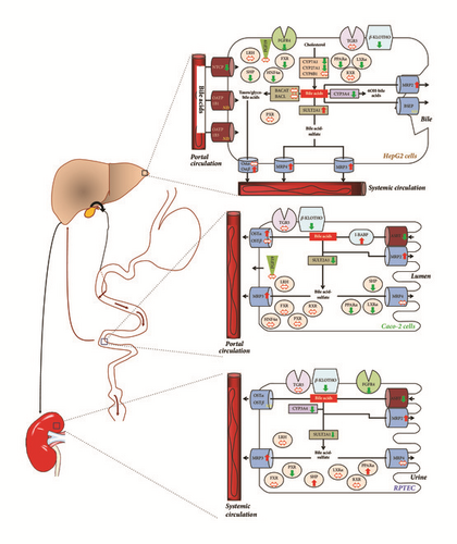 Details are in the caption following the image Details are in the caption following the image