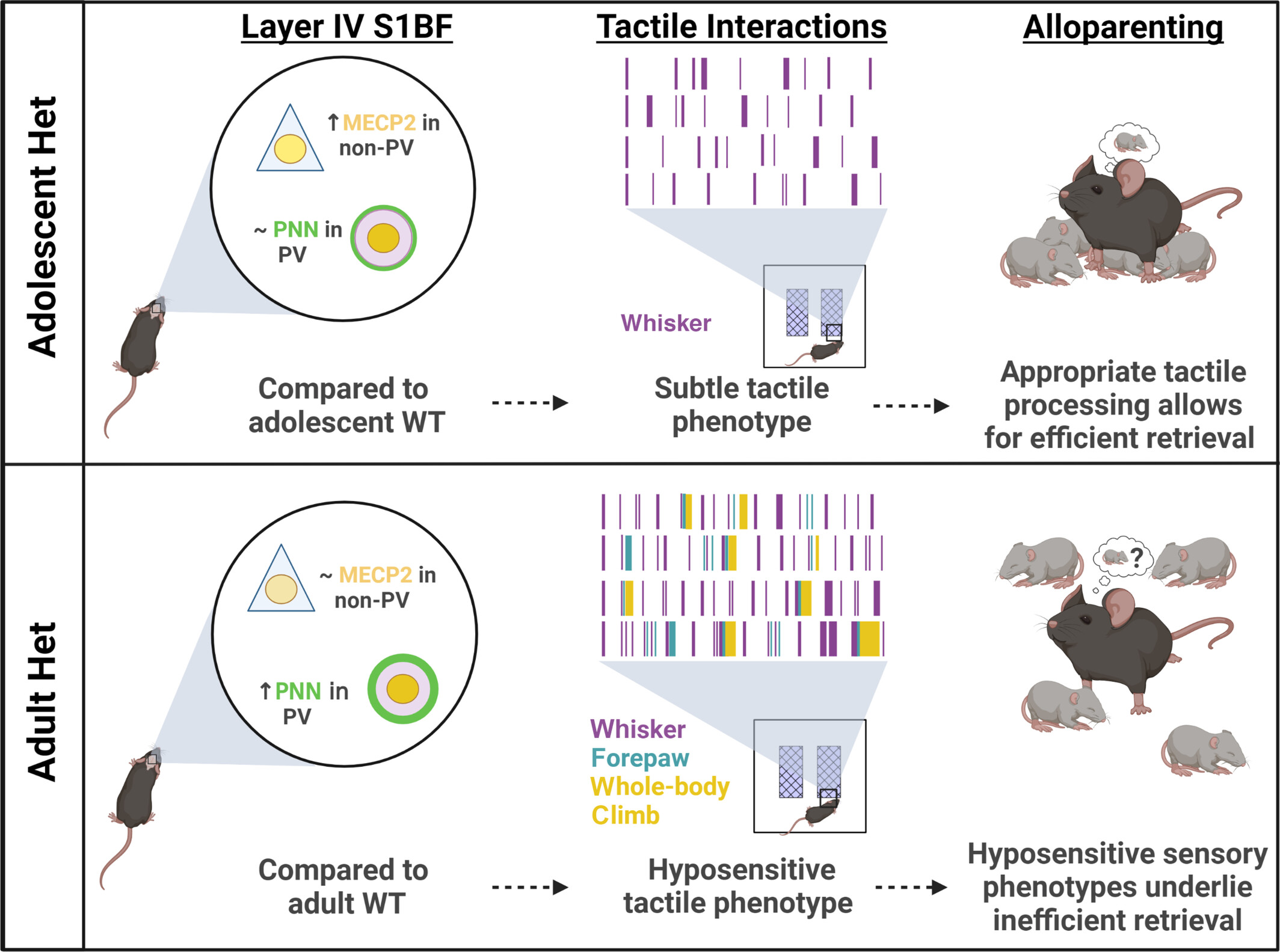Wild-type MECP2 expression coincides with age-dependent sensory phenotypes in a female mouse model for Rett syndrome