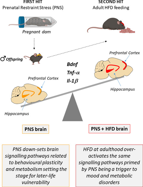 High-fat diet during adulthood interacts with prenatal stress, affecting both brain inflammatory and neuroendocrine markers in male rats