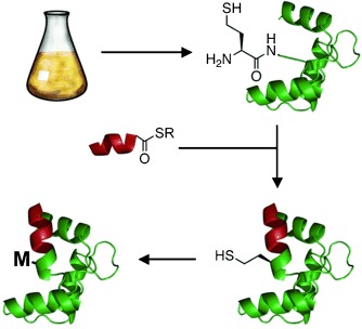 Expressed Protein Ligation at Methionine: N-Terminal Attachment of Homocysteine, Ligation, and Masking