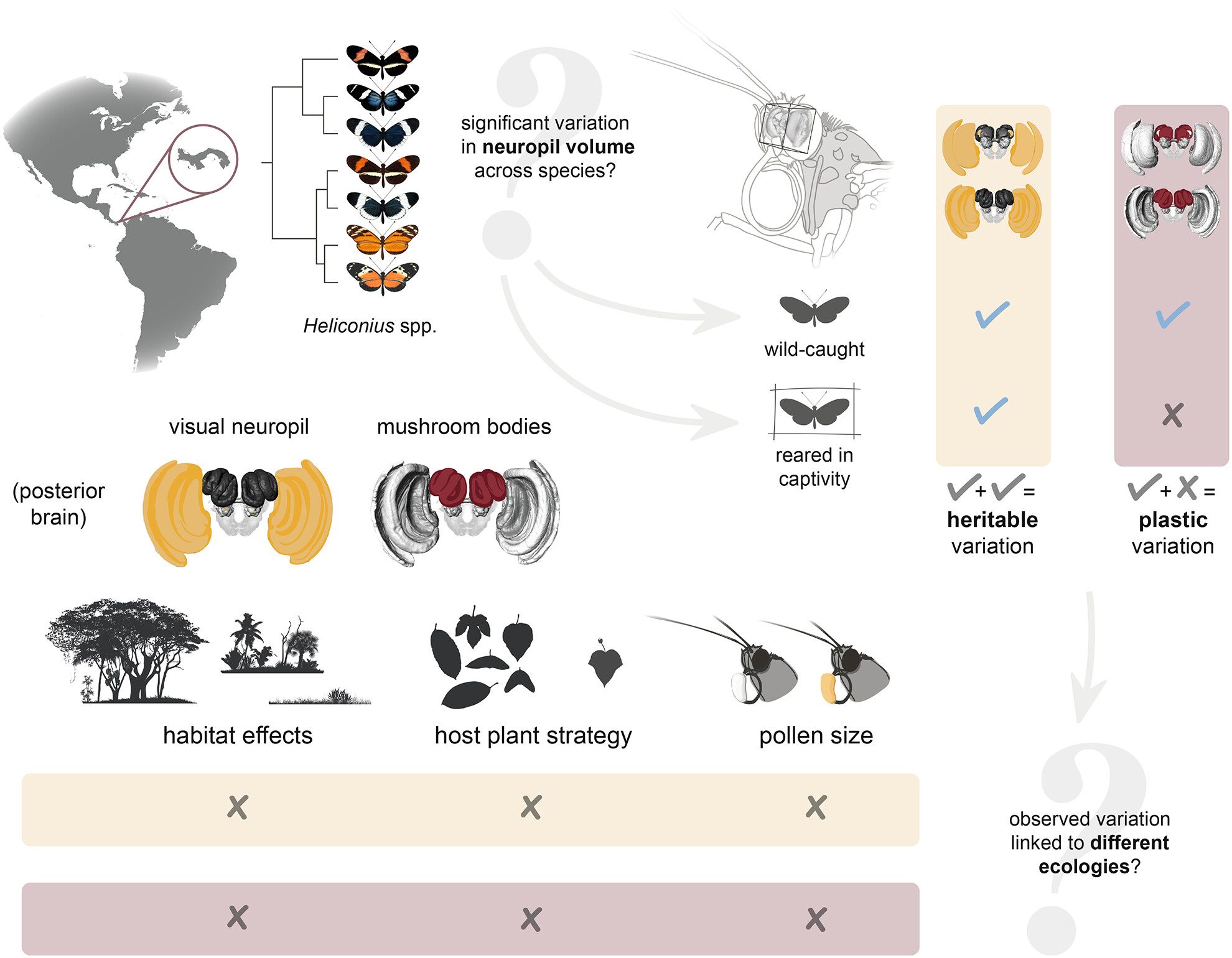 Plasticity and genetic effects contribute to different axes of neural divergence in a community of mimetic Heliconius butterflies
