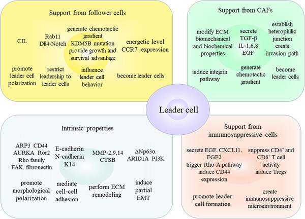 What makes leader cells arise: Intrinsic properties and support from neighboring cells