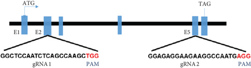 Details are in the caption following the image Details are in the caption following the image