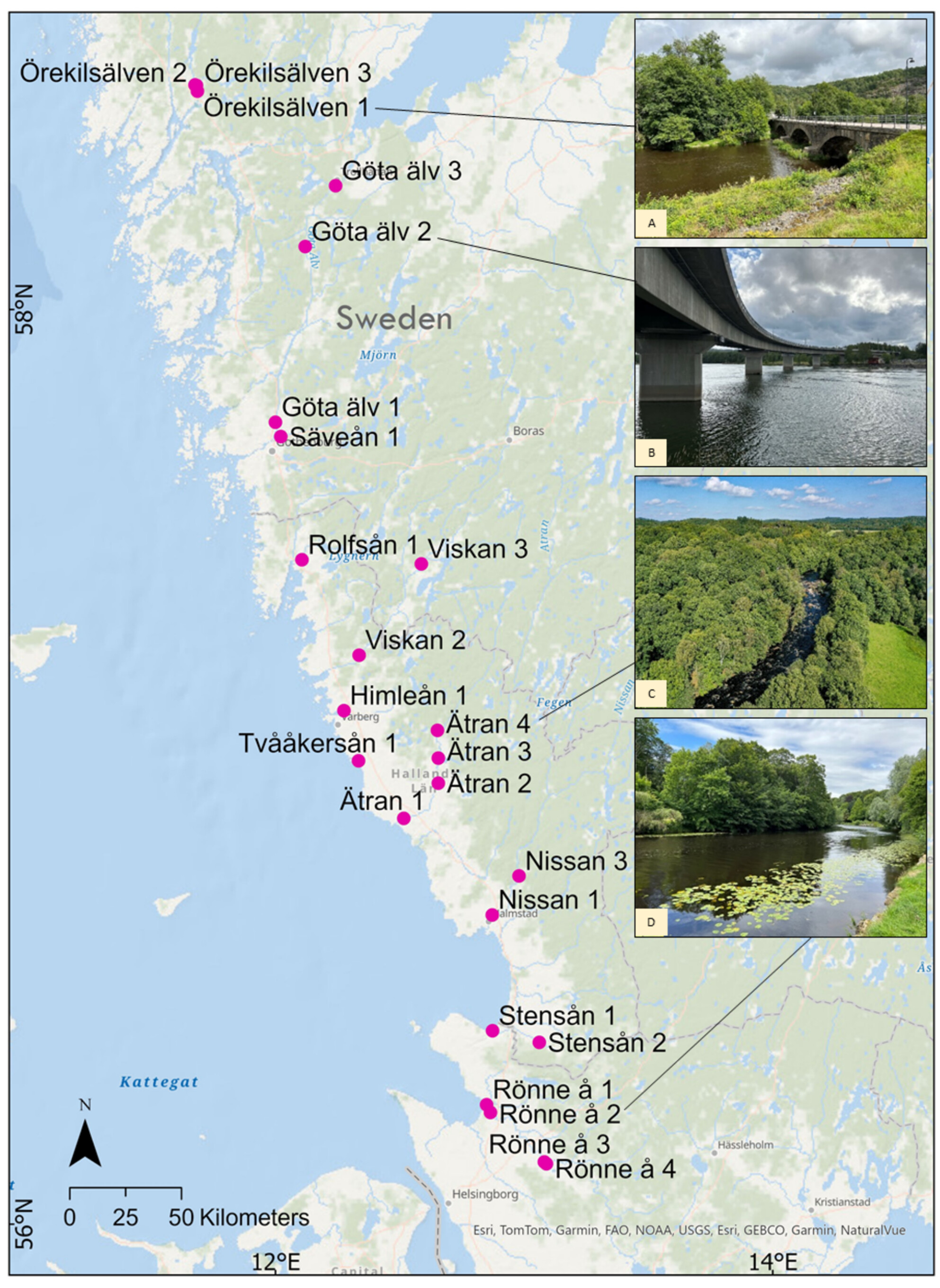 Detection of Non-Native Pink Salmon (Oncorhynchus gorbuscha) in Swedish Rivers Using eDNA