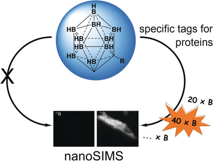 Boron-Containing Probes for Non-optical High-Resolution Imaging of Biological Samples