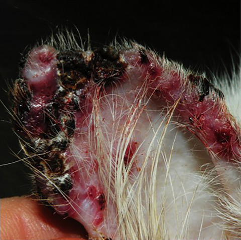 Feline herpesvirus ulcerative dermatitis: an atypical case?