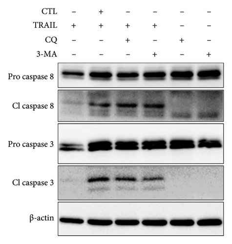 Details are in the caption following the image