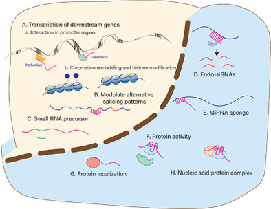 LncRNAs and CircRNAs in cancer