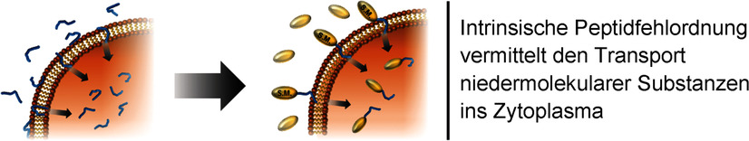 An Intrinsically Disordered Peptide Facilitates Non-Endosomal Cell Entry