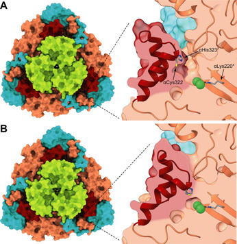Inhibition of Urease, a Ni-Enzyme: The Reactivity of a Key Thiol With Mono- and Di-Substituted Catechols Elucidated by Kinetic, Structural, and Theoretical Studies