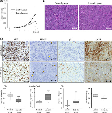 Luteolin suppresses bladder cancer growth via regulation of mechanistic target of rapamycin pathway