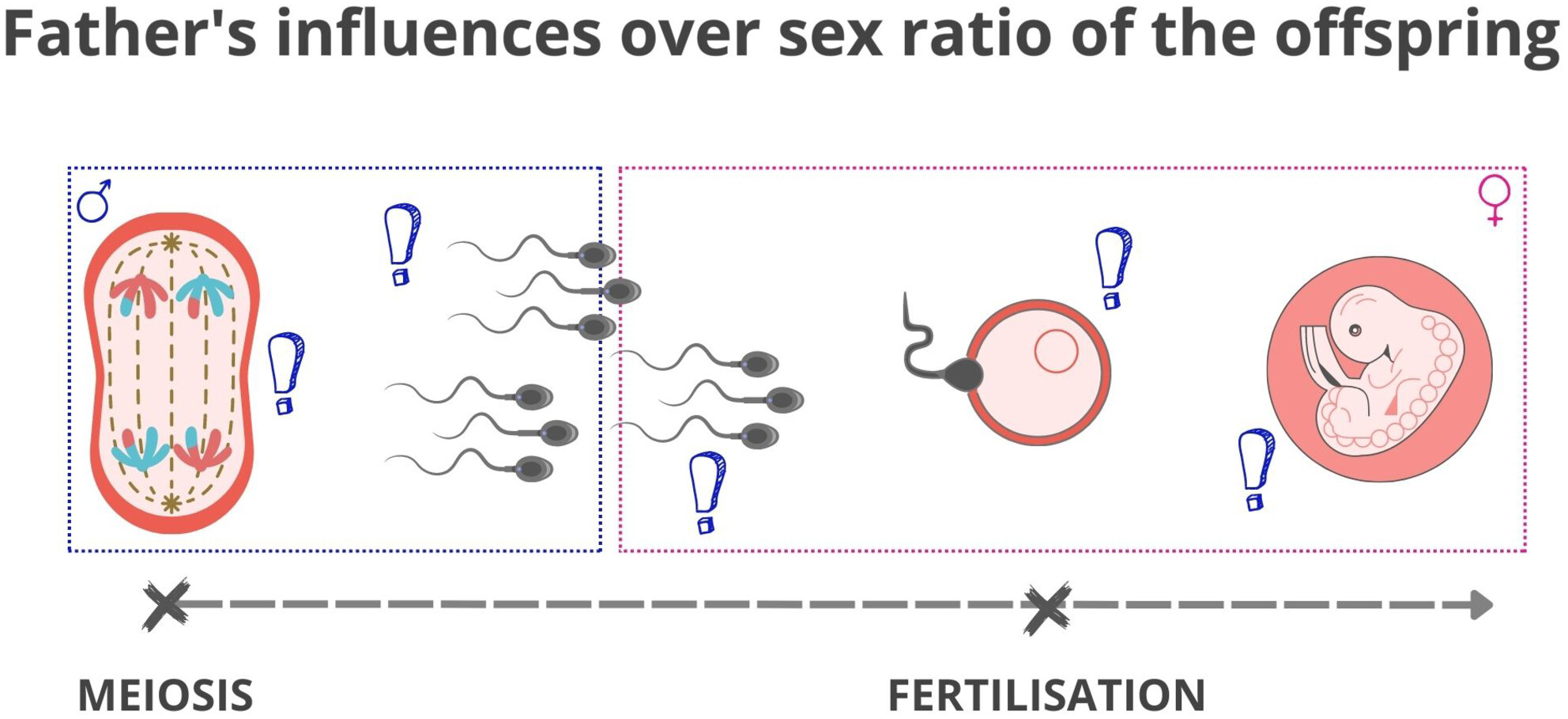 Paternal influences over offspring sex ratio in mammals – tested hypotheses and potential mechanisms