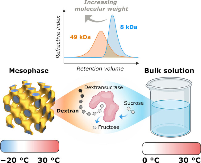 Expanding the Enzymatic Polymerization Landscape by Lipid Mesophase Soft Nanoconfinement