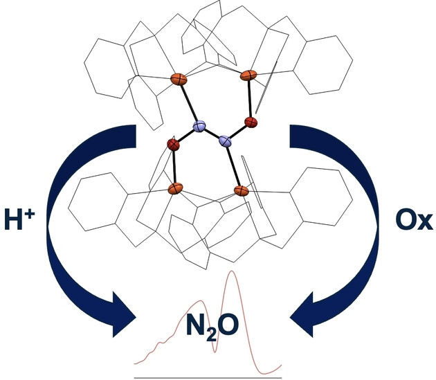 Synthesis and Structural Characterization of a Non-Heme Iron Hyponitrite Complex