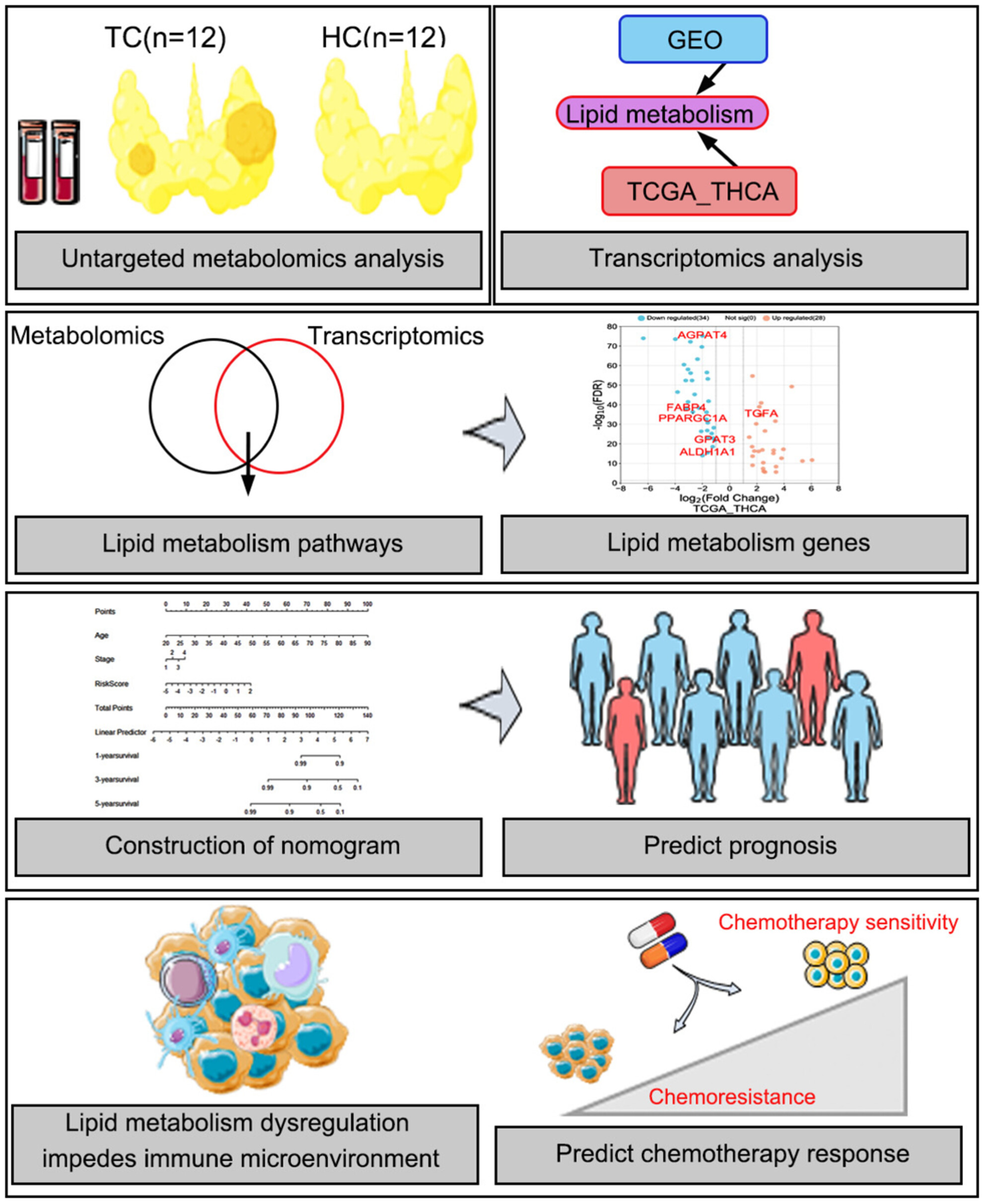 Multi-Omic Analysis Reveals a Lipid Metabolism Gene Signature and Predicts Prognosis and Chemotherapy Response in Thyroid Carcinoma