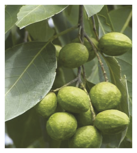 Details are in the caption following the image