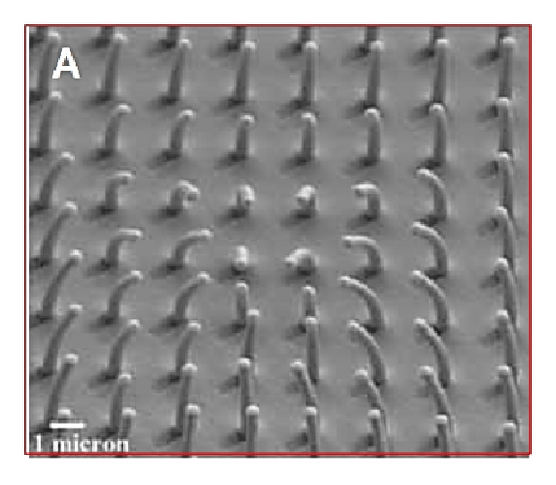 Details are in the caption following the image