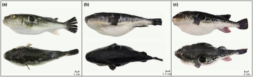 Details are in the caption following the image Details are in the caption following the image