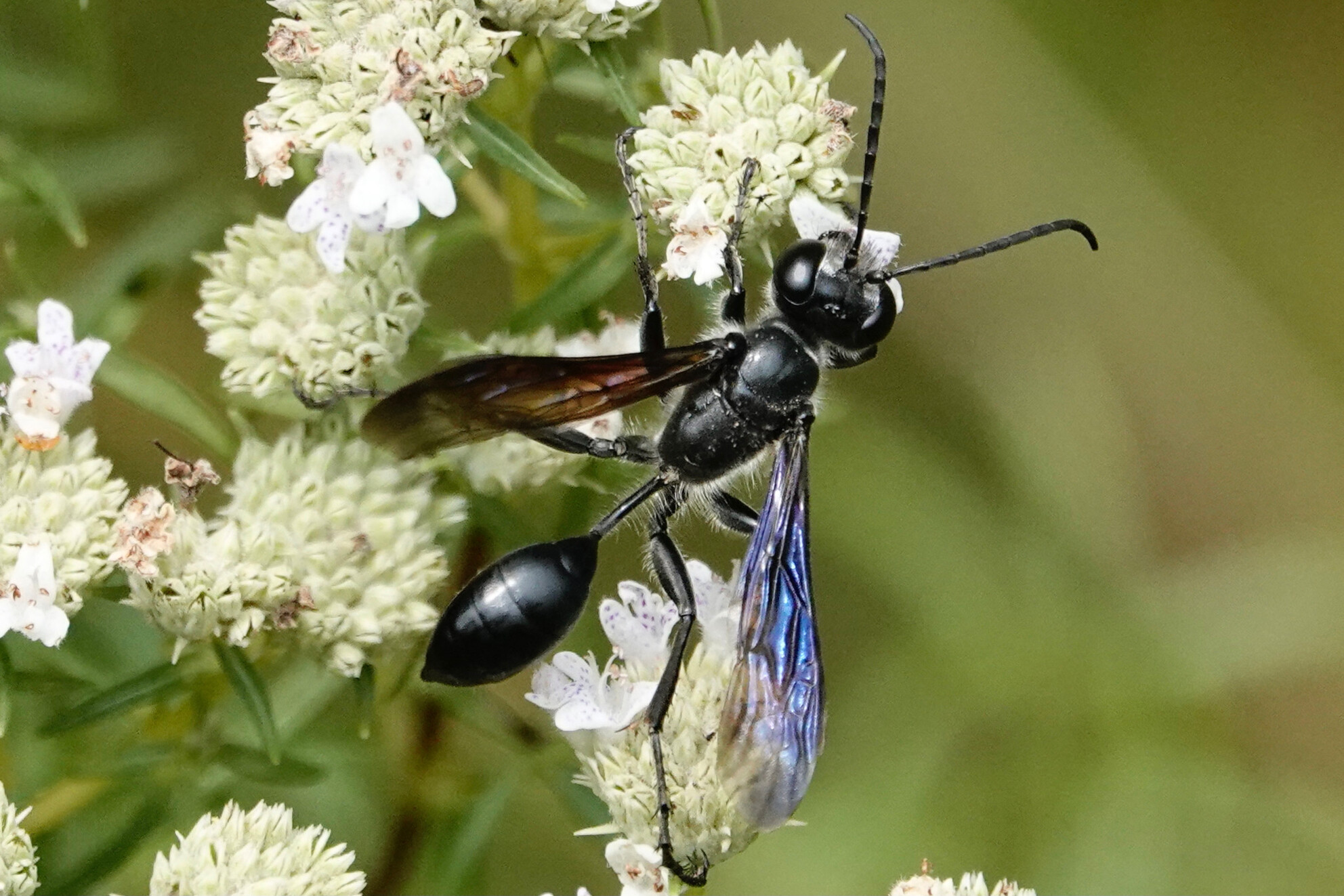 Extracting secondary data from citizen science images reveals host flower preferences of the Mexican grass-carrying wasp Isodontia mexicana in its native and introduced ranges
