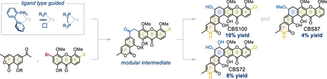 Ligand Type Guided Keto-Arylation Enables Modular Total Synthesis of Polycyclic CBS Xanthones