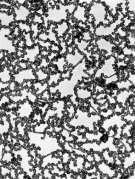 Diffusion-Limited, Aggregation-Based, Mesoscopic Assembly of Roughened Core–Shell Bimetallic Nanoparticles into Fractal Networks at the Air–Water Interface