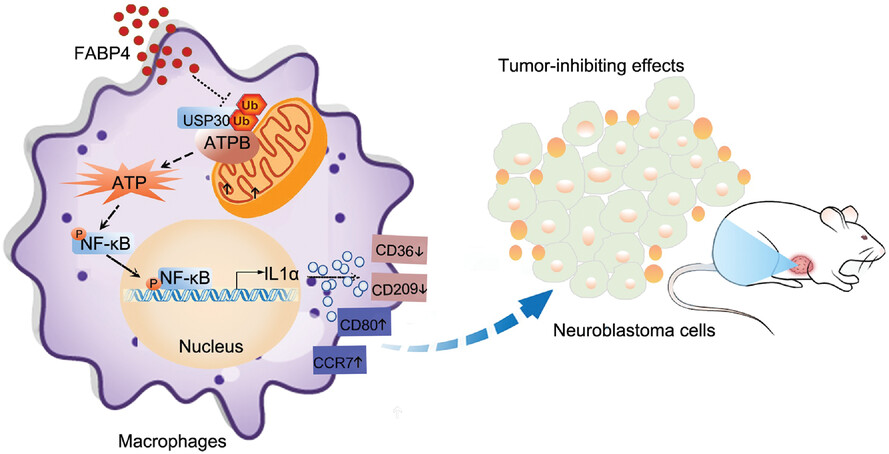 FABP4 deactivates NF-κB-IL1α pathway by ubiquitinating ATPB in tumor-associated macrophages and promotes neuroblastoma progression