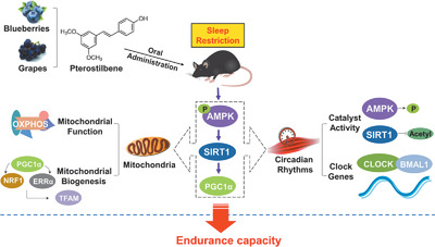 The Preventive Effects of Pterostilbene on the Exercise Intolerance and Circadian Misalignment of Mice Subjected to Sleep Restriction