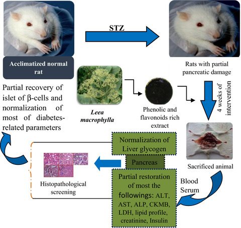 Leea macrophylla Roxb. leaf extract potentially helps normalize islet of β-cells damaged in STZ-induced albino rats