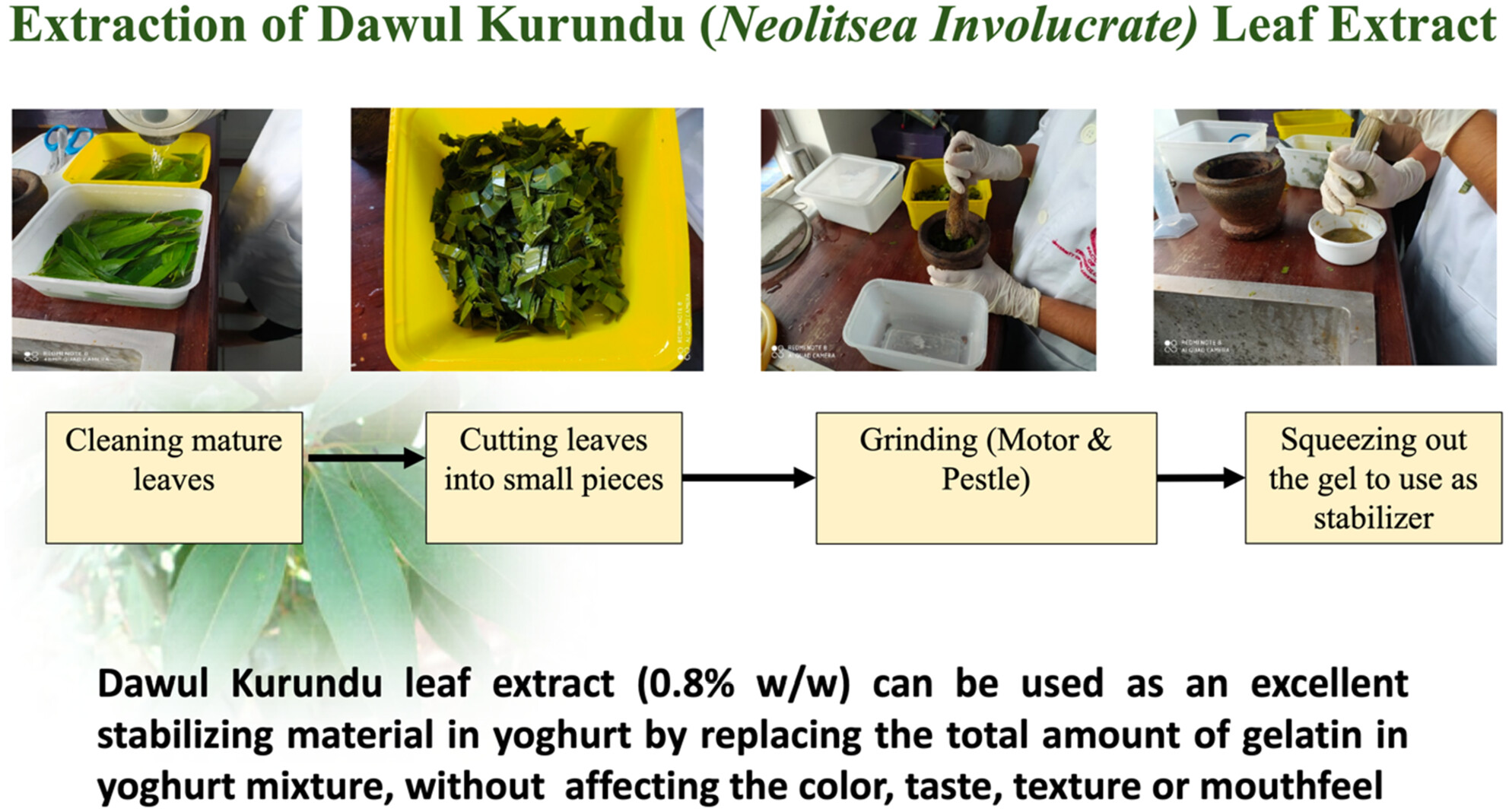 Can Dawul Kurundu (Neolitsea involucrate) leaf extract be used as a plant-based stabilizer in set yoghurt production?