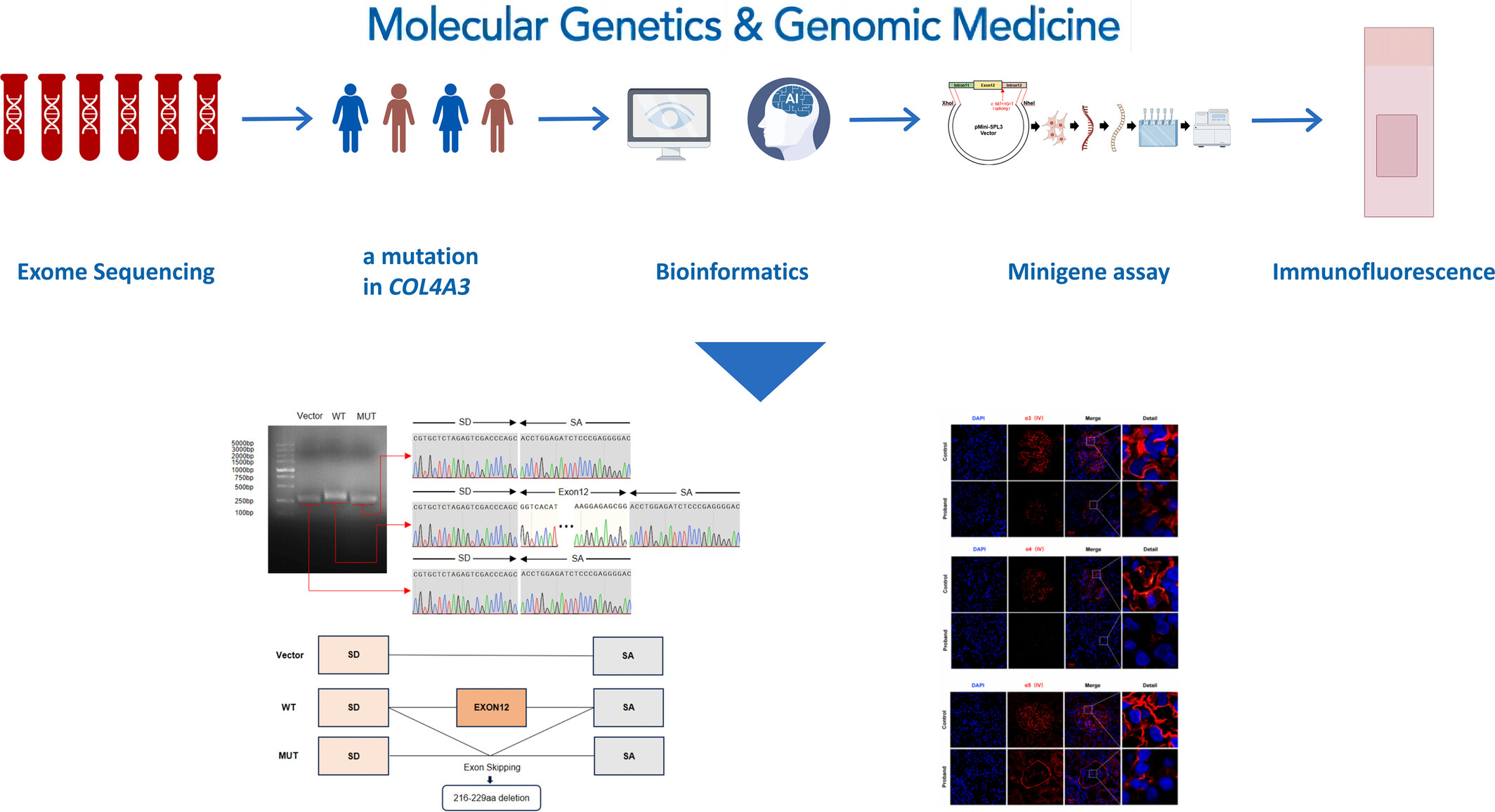 Effects of a Novel COL4A3 Homozygous/Heterozygous Splicing Mutation on the Mild Phenotype in a Family With Autosomal Recessive Alport Syndrome and a Literature Review