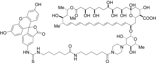 An Amphotericin B–Fluorescein Conjugate as a Powerful Probe for Biochemical Studies of the Membrane