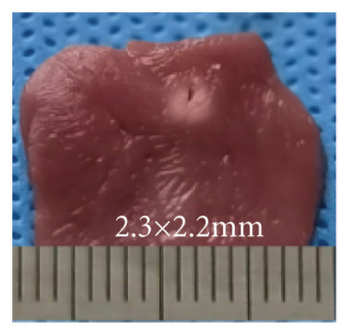 Details are in the caption following the image Details are in the caption following the image