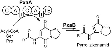 Structure, Biosynthesis, and Occurrence of Bacterial Pyrrolizidine Alkaloids
