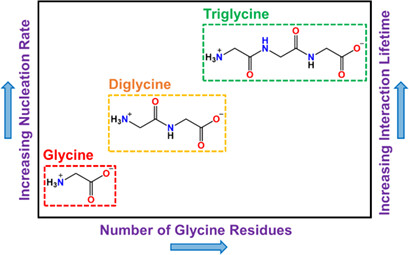 Templated Crystallization of Glycine Homopeptides: Experimental and Computational Developments