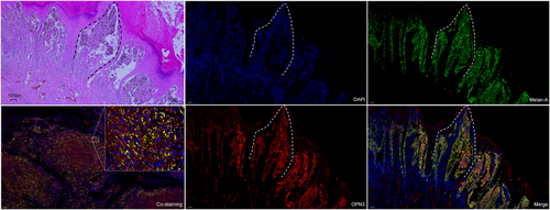 Details are in the caption following the image Details are in the caption following the image