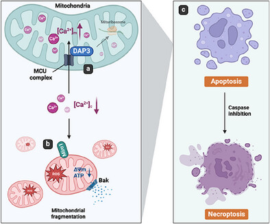 Death-Associated Protein 3 Triggers Intrinsic Apoptosis via Miro1 Upon Inducing Intracellular Calcium Changes