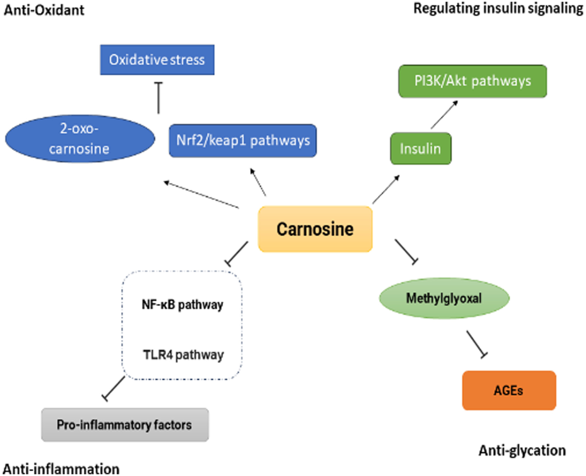 The protective role of carnosine against type 2 diabetes-induced cognitive impairment