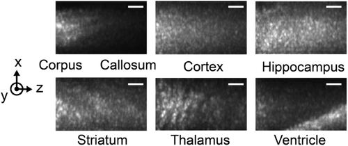 Details are in the caption following the image