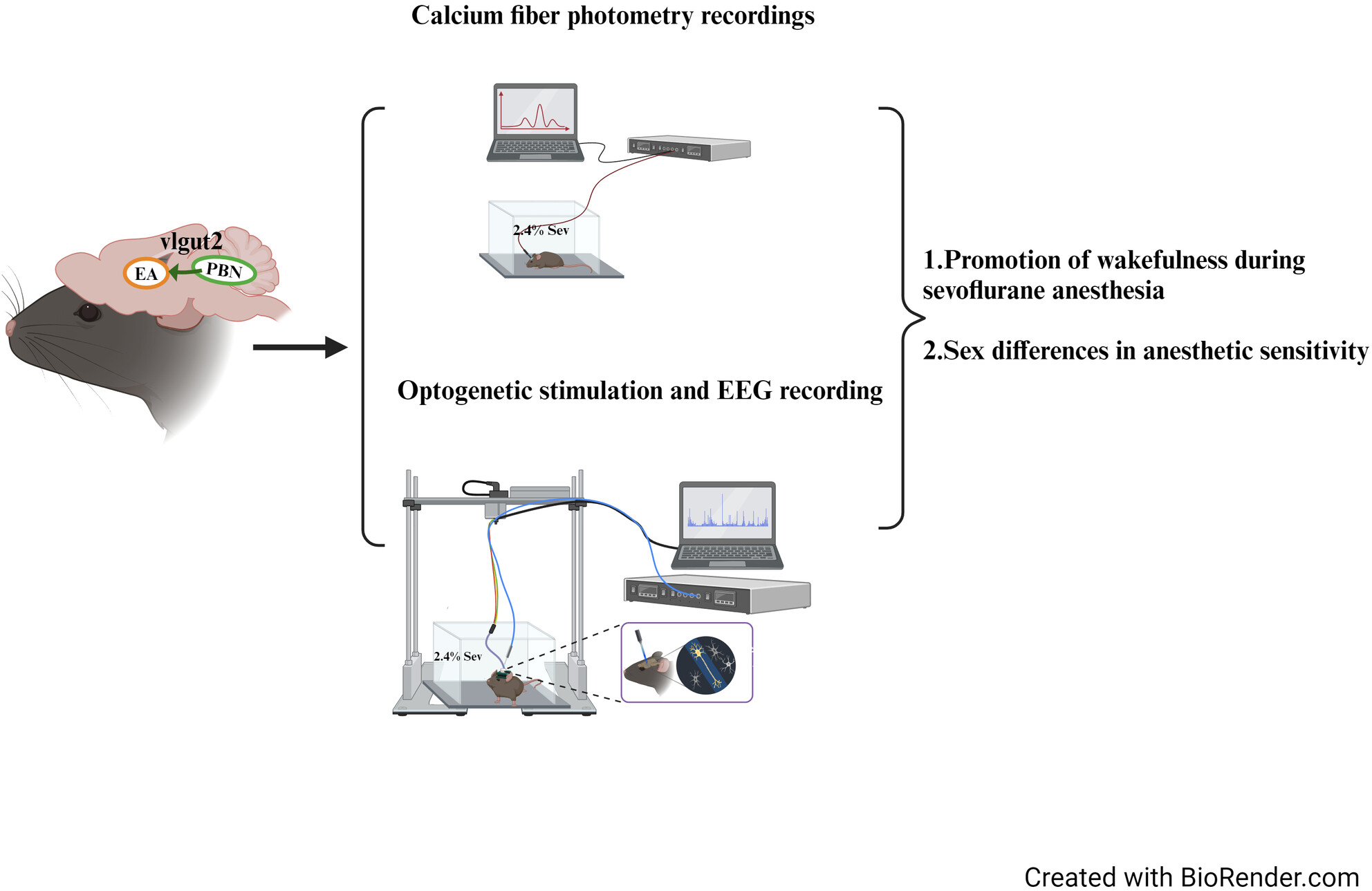 Parabrachial nucleus Vglut2 expressing neurons projection to the extended amygdala involved in the regulation of wakefulness during sevoflurane anesthesia in mice
