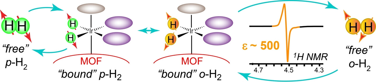 Anomalously Large Antiphase Signals from Hyperpolarized Orthohydrogen Using a MOF-Based SABRE Catalyst