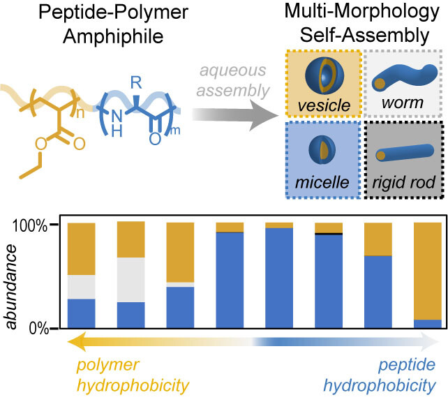 Mapping the Morphological Landscape of Oligomeric Di-block Peptide–Polymer Amphiphiles**
