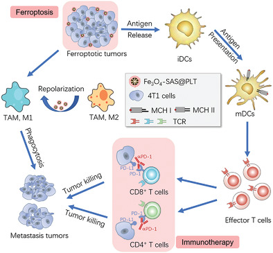 Platelet Membrane-Camouflaged Magnetic Nanoparticles for Ferroptosis-Enhanced Cancer Immunotherapy