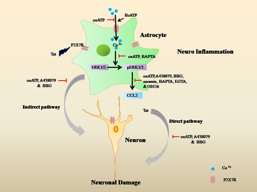 Astrocytes mediate HIV-1 Tat-induced neuronal damage via ligand-gated ion channel P2X7R
