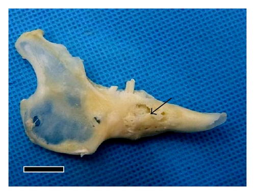 Details are in the caption following the image Details are in the caption following the image