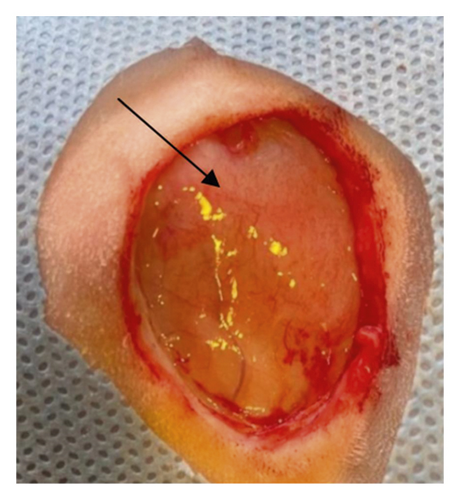 Details are in the caption following the image Details are in the caption following the image