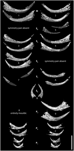Details are in the caption following the image Details are in the caption following the image