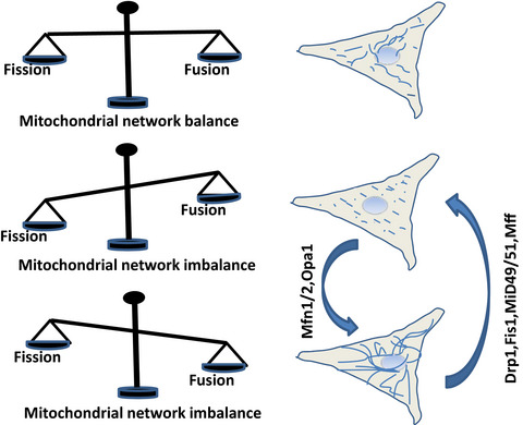 Mitochondrial network structure homeostasis and cell death