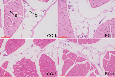 Intramuscular adipocyte and fatty acid differences between high-fat and control rabbit groups subject to a restricted diet