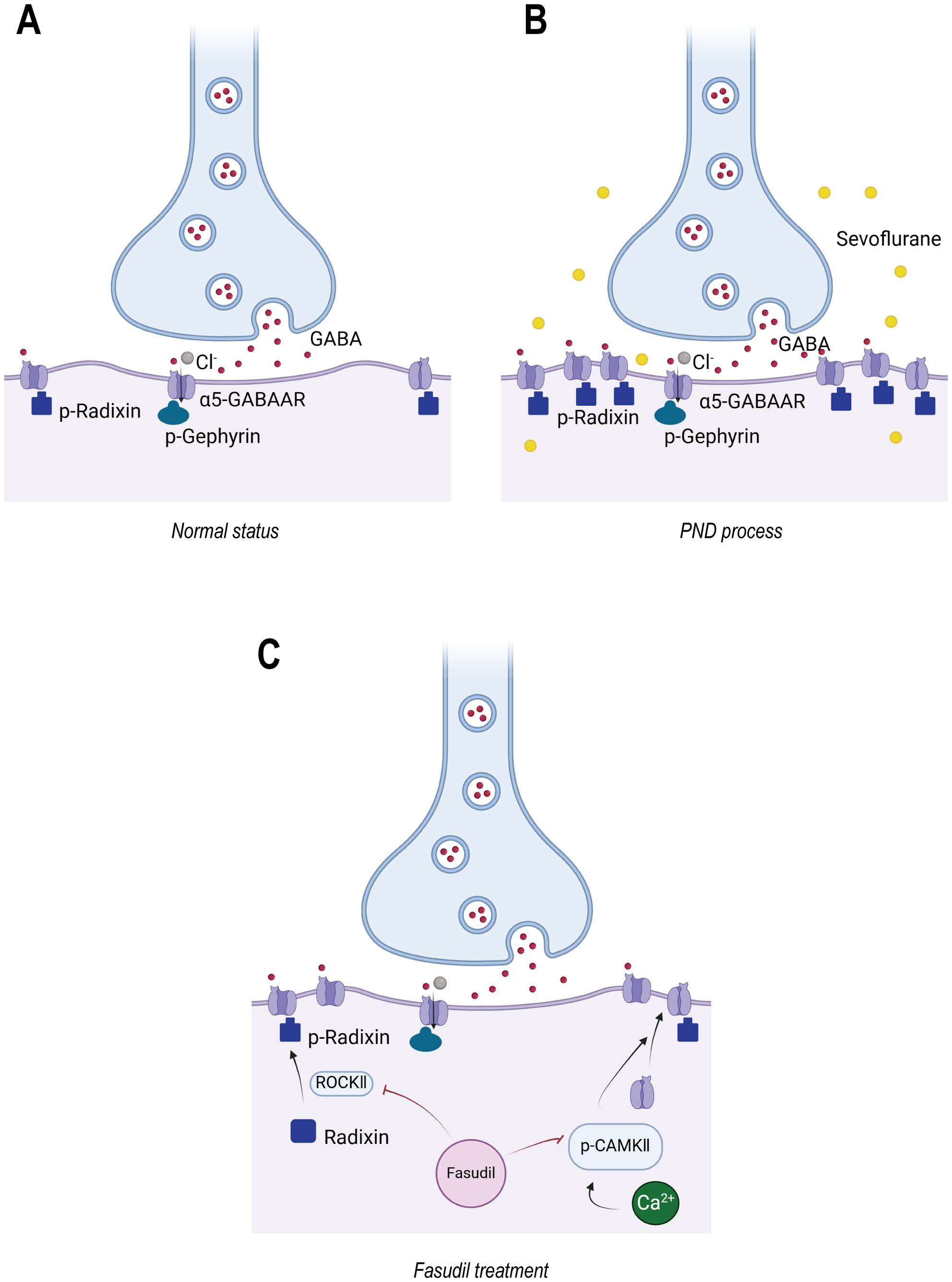 Fasudil Alleviates Postoperative Neurocognitive Disorders in Mice by Downregulating the Surface Expression of α5GABAAR in Hippocampus